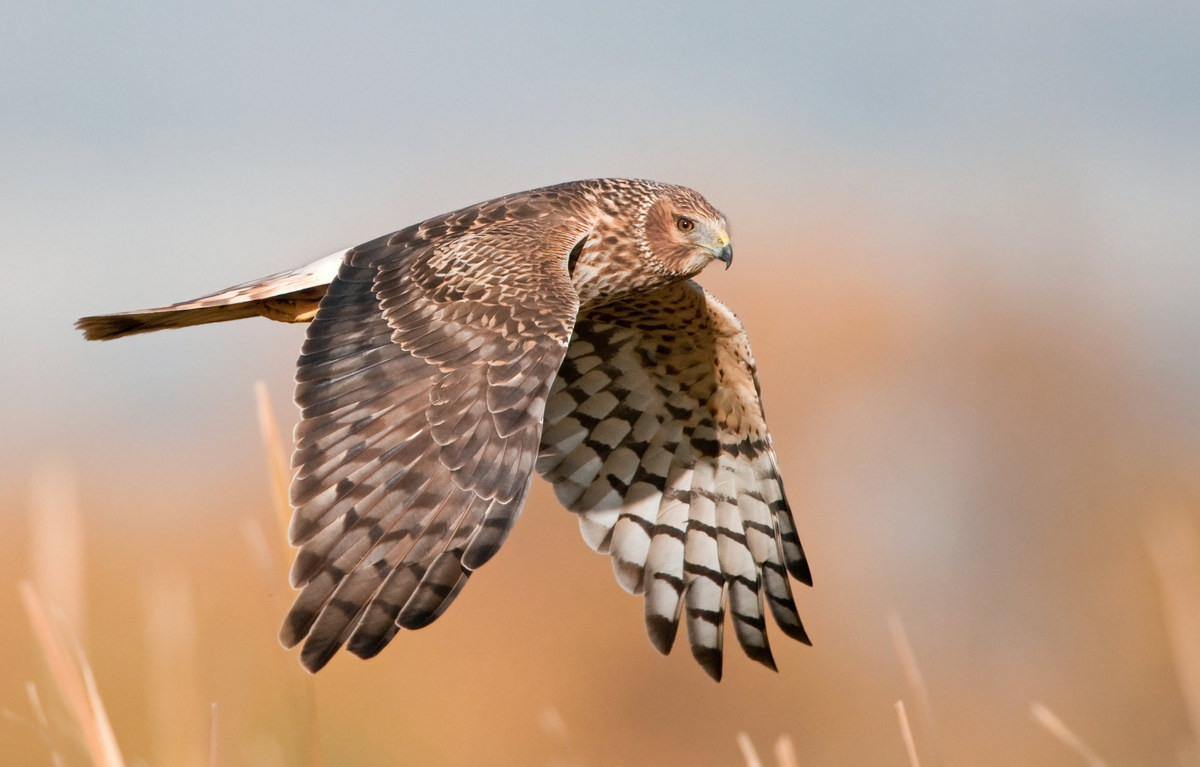 Female Harrier
