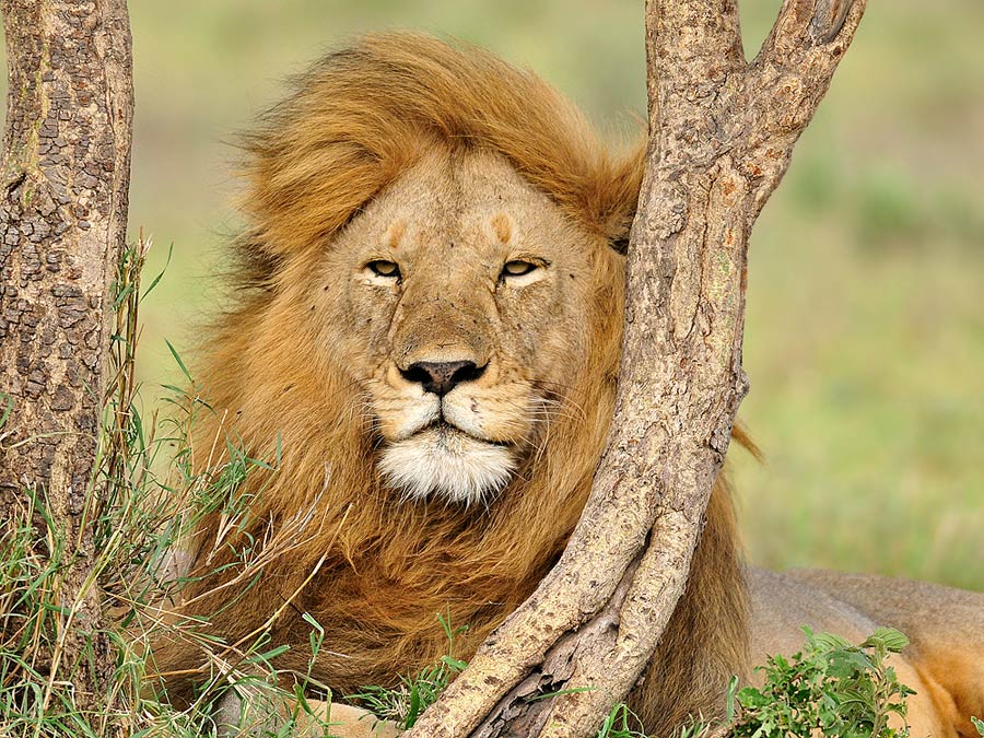 Serengeti King