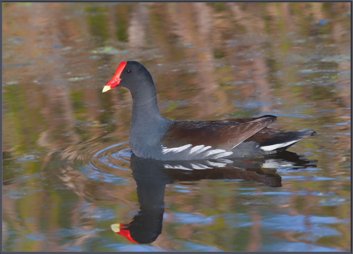 Moorhen