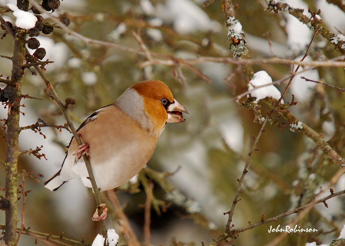 Hawfinch
