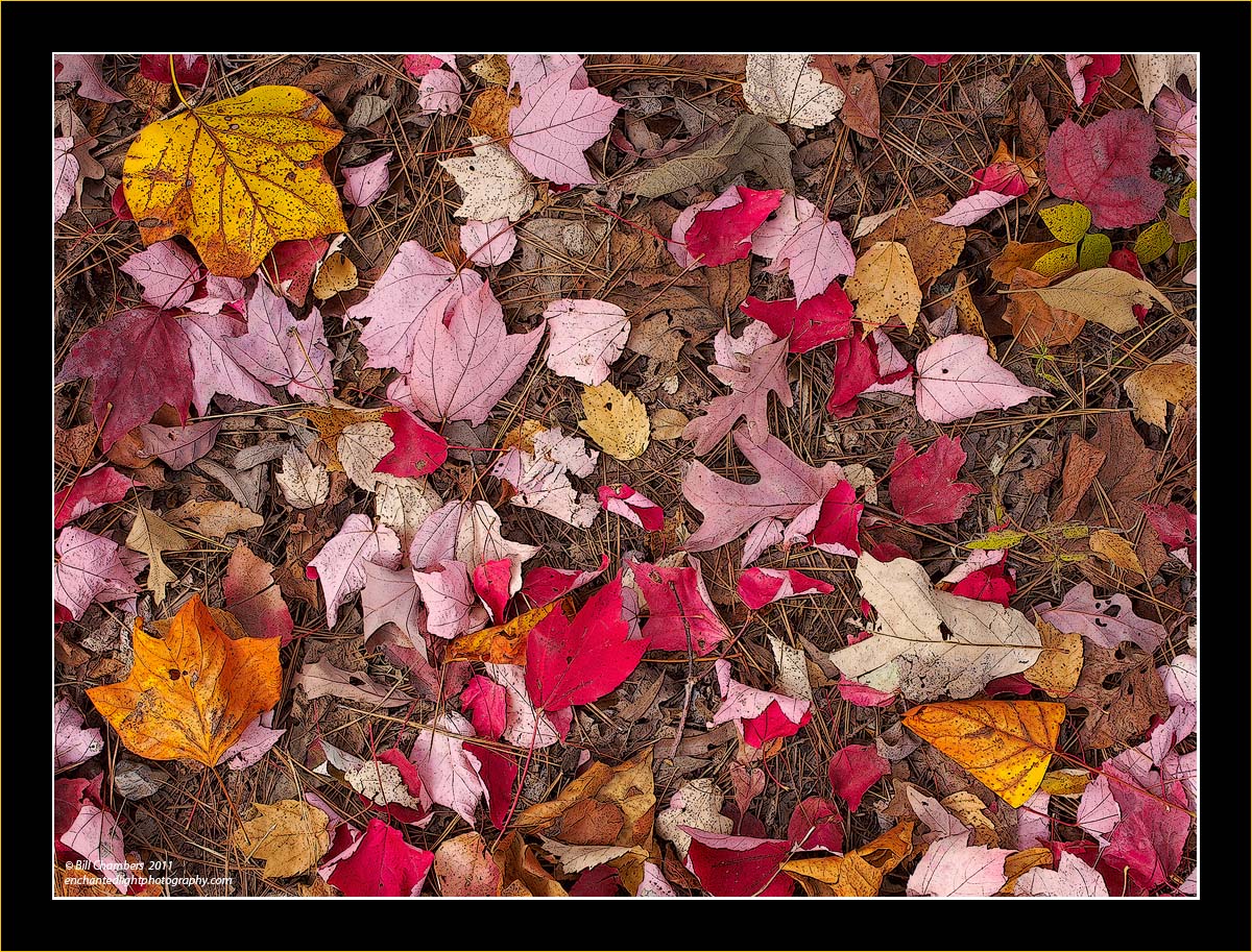 Leafscape