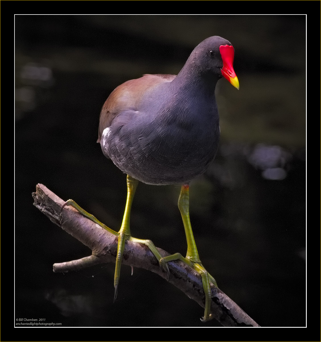 Common Moorhen