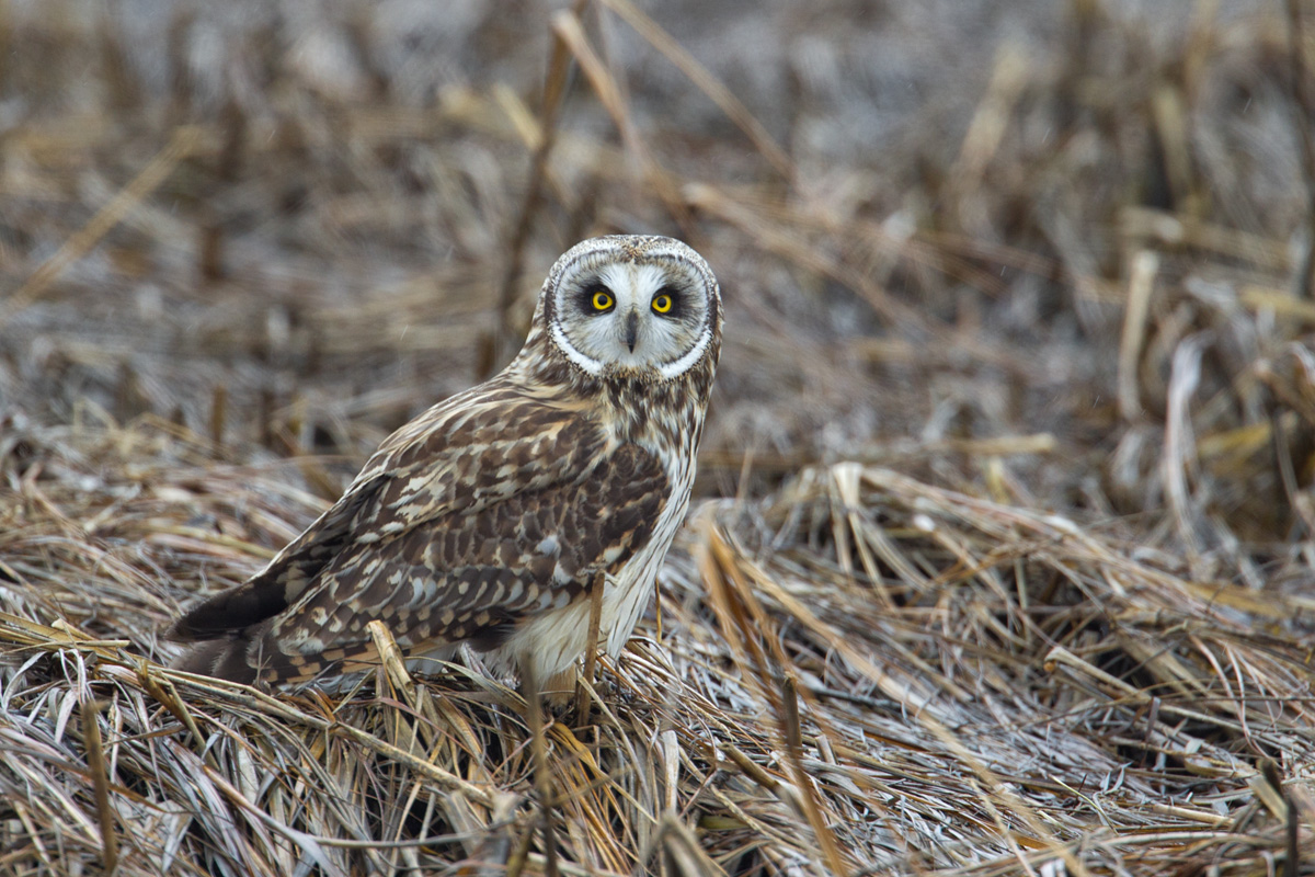 Short Eared Owl Camo