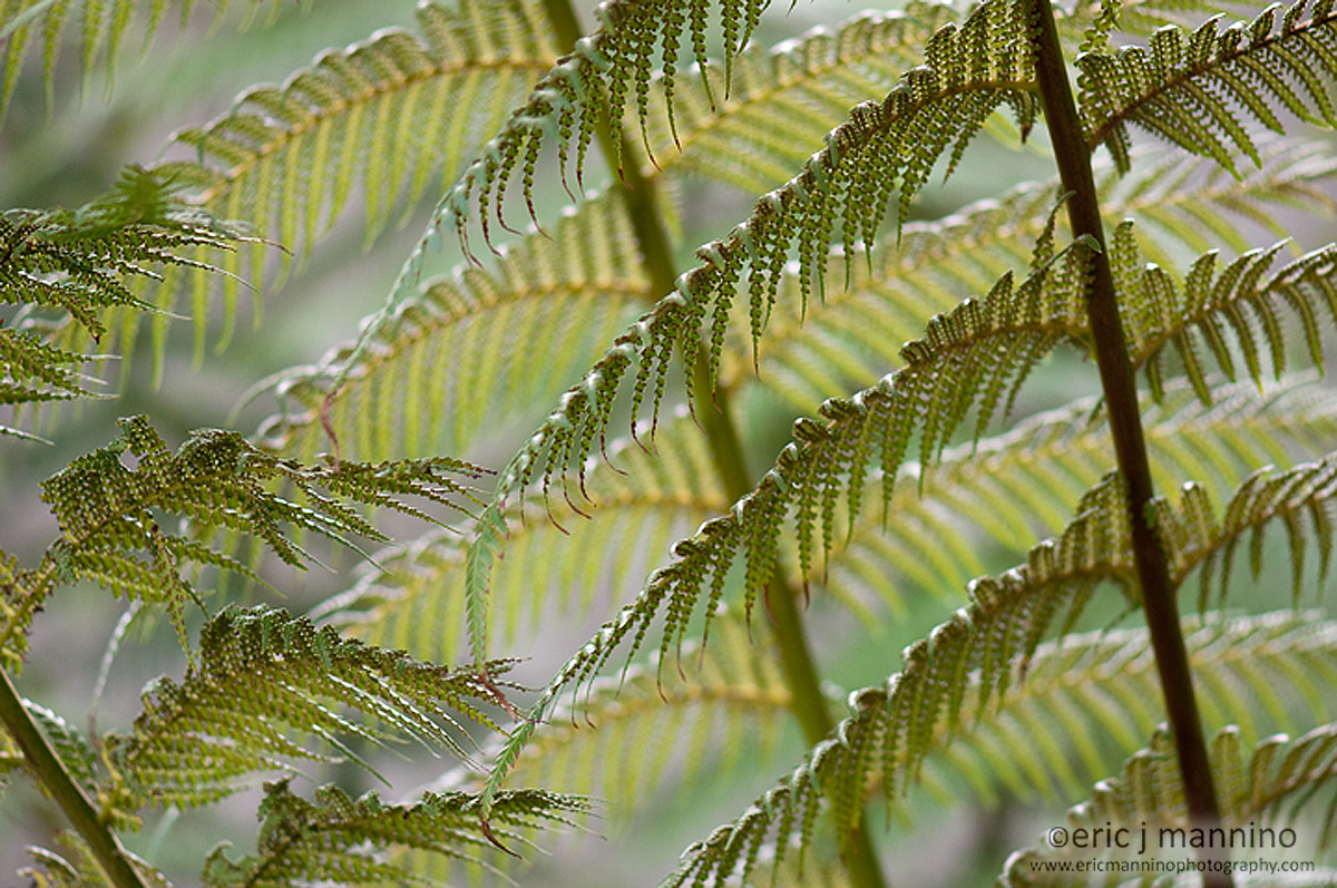 Fern @ Yerba Buena - SF