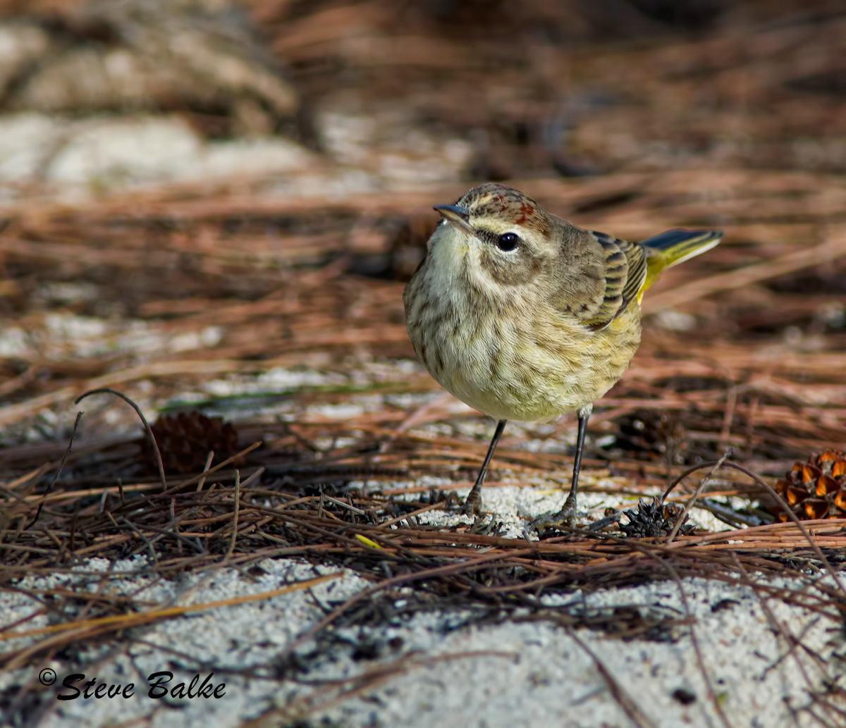 Palm Warbler