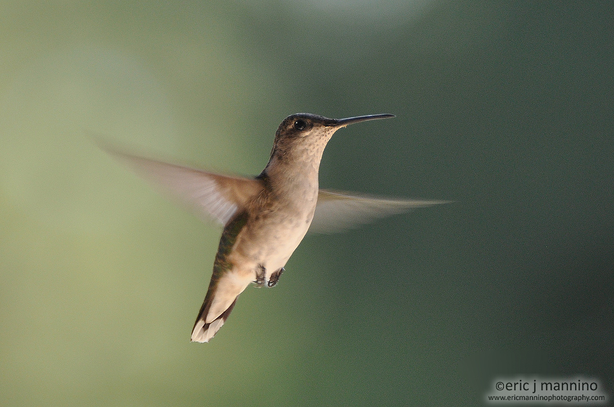 1st Hummingbird Picture
