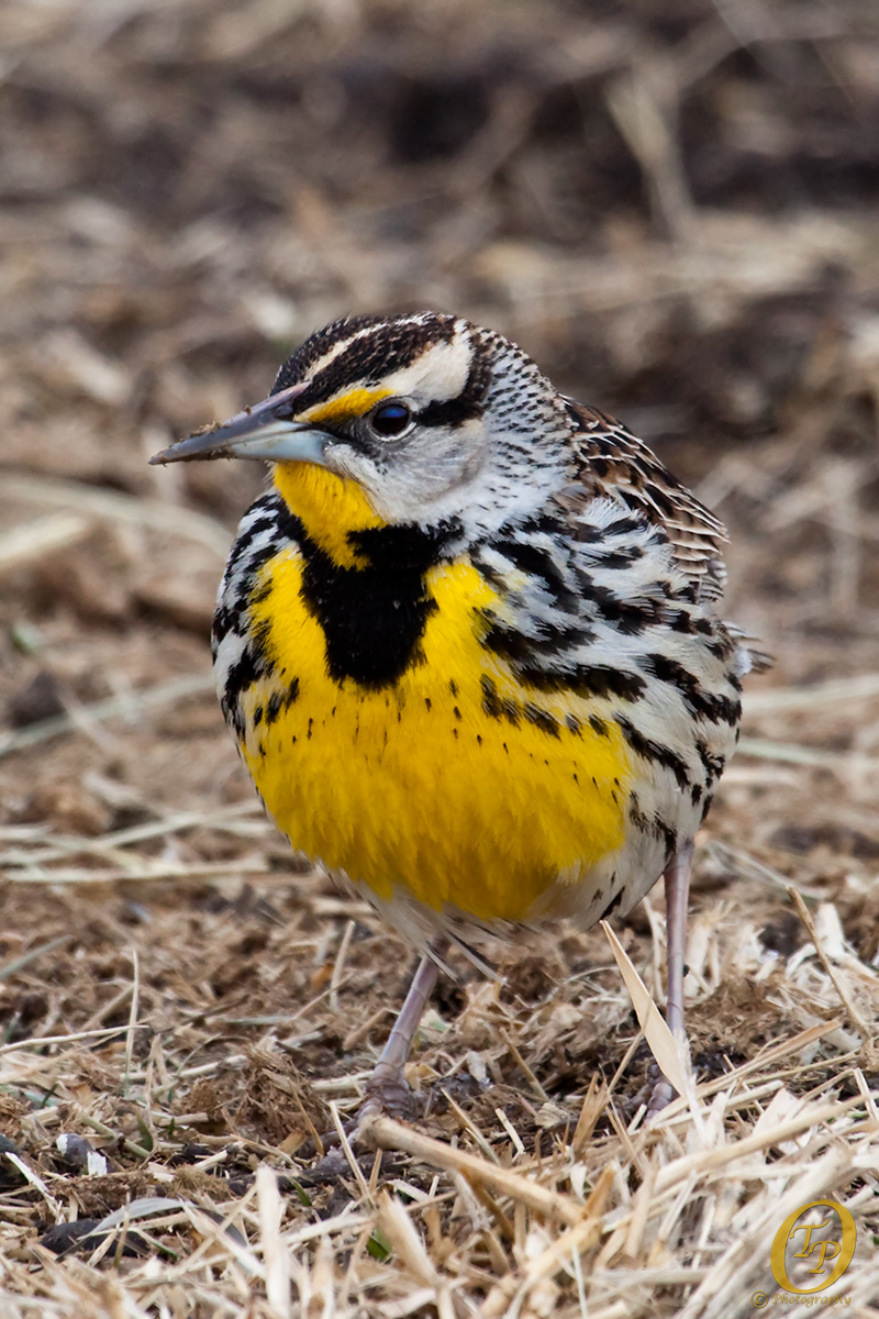 Meadowlark w/repost