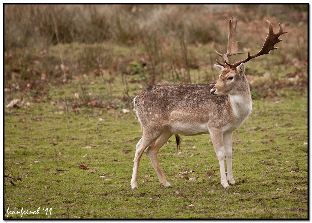 Fallow Buck