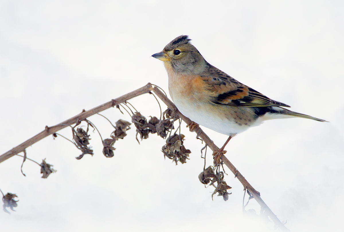Female Brambling.