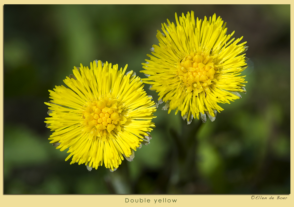 Double Yellow