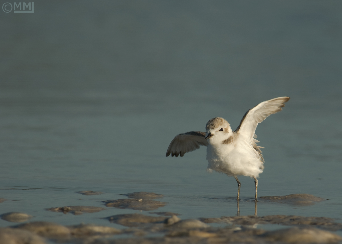 Snowy Plover
