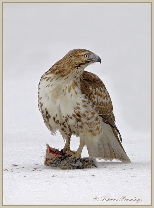 Red Tail w/Prey
