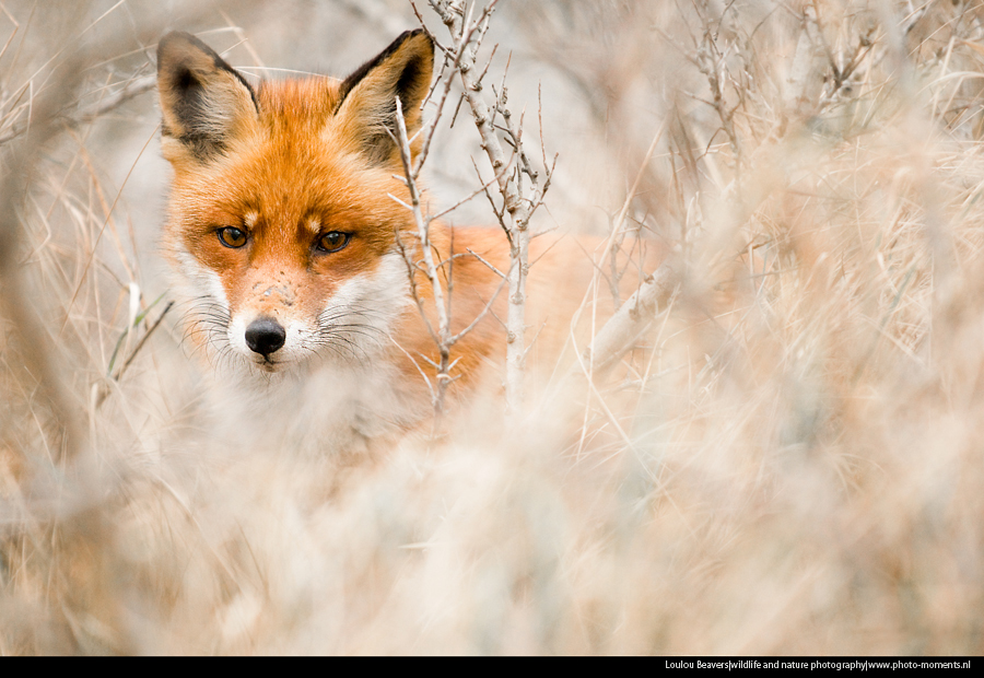 Red fox