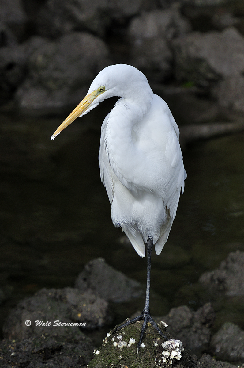 White Egret