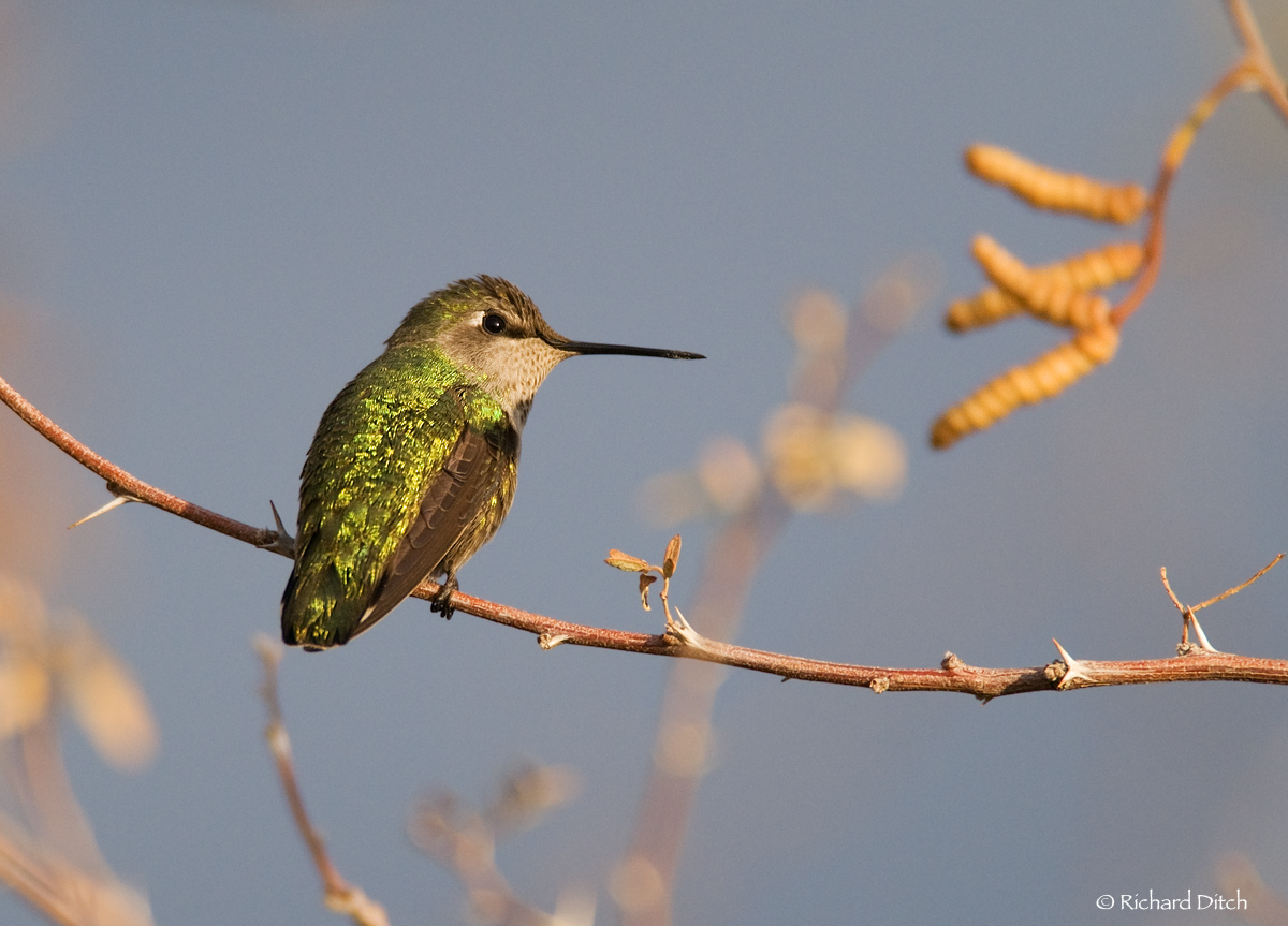 Anna's Hummingbird