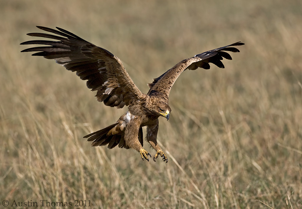Tawny Eagle landing.