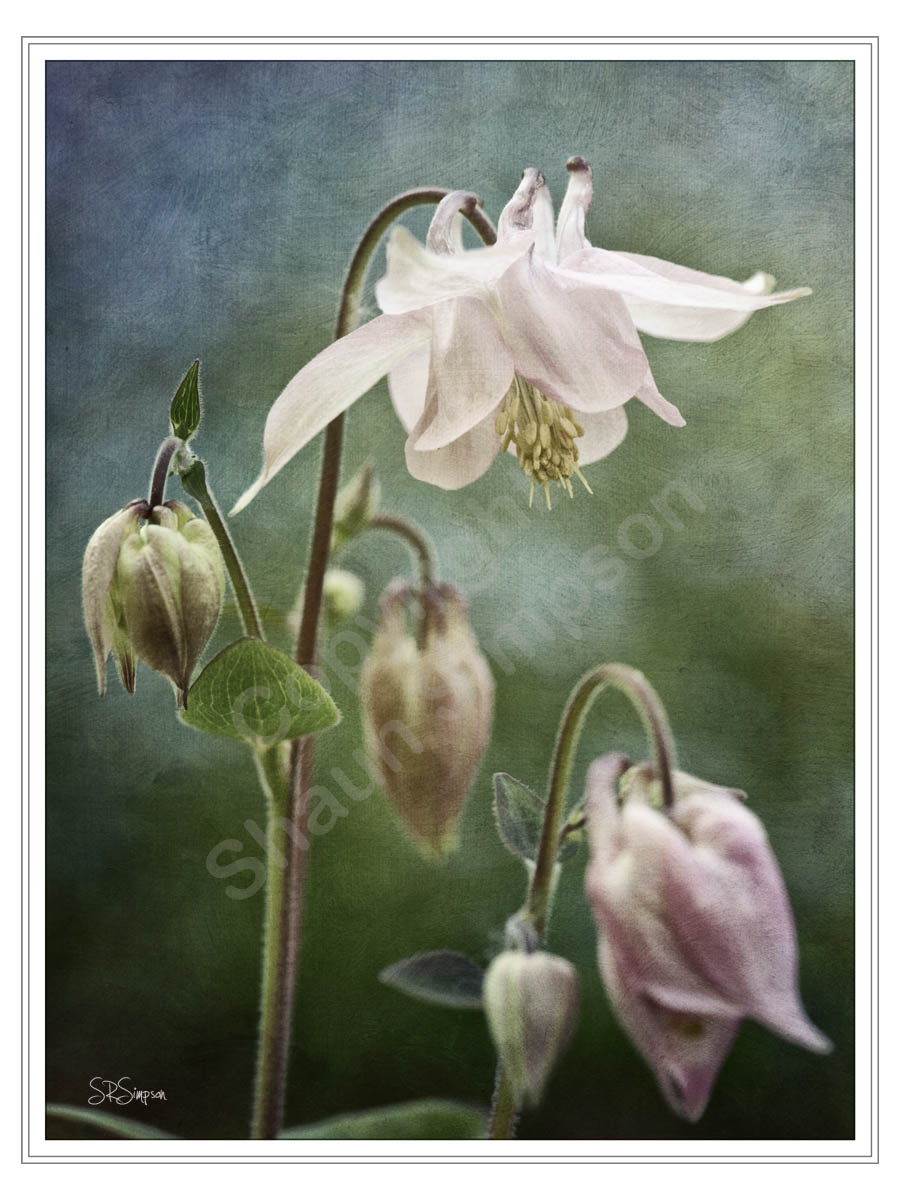Garden Flowers
