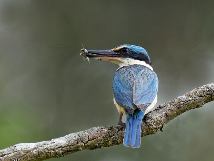Sacred Kingfisher