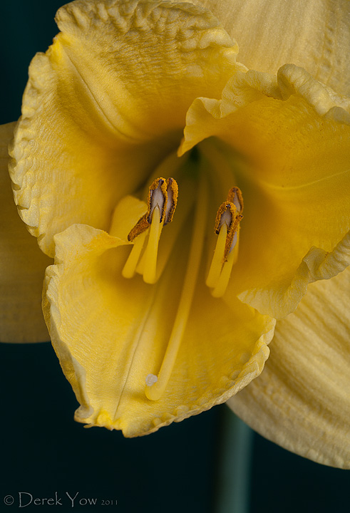 Day Lilly (+repost)