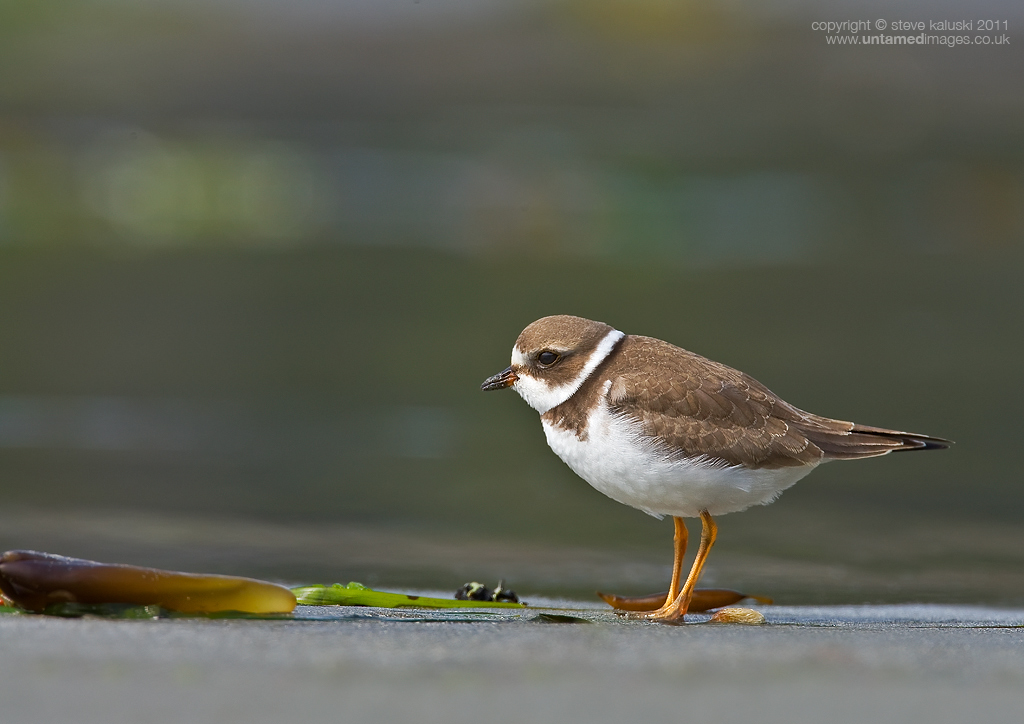 Semipalmated Plover