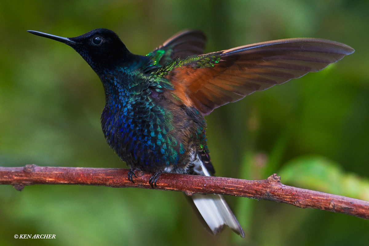 Velvet-purple Coronet