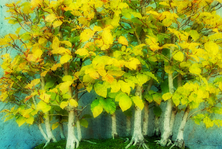 European Beech Bonsai