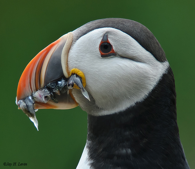 Atlantic Puffin And Fish