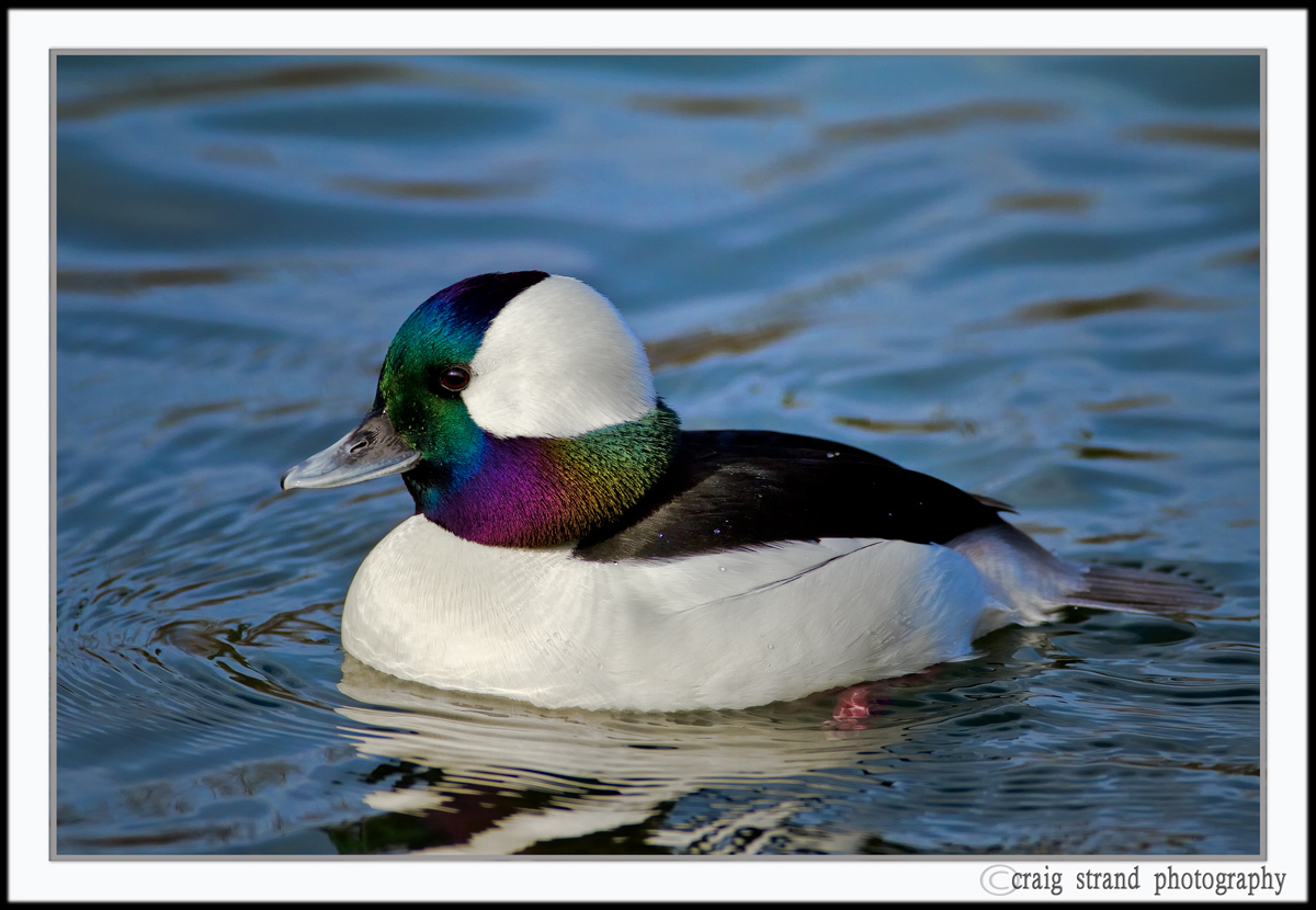 Bufflehead, up close 
