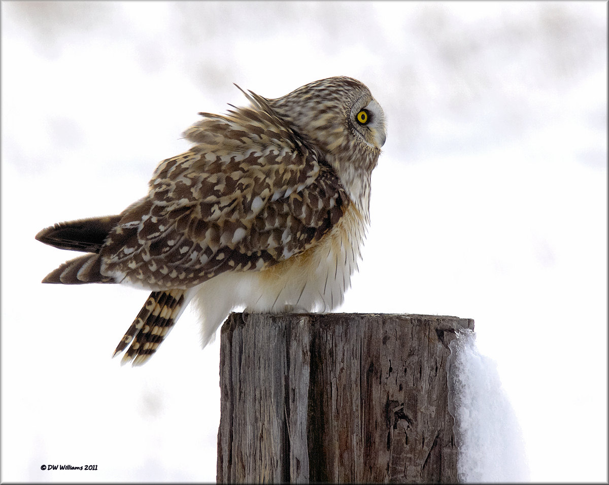 Short-eared Owl