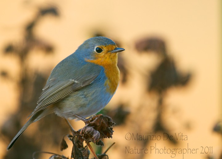 Portrait of Robin