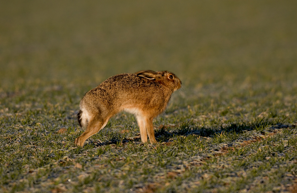 Brown Hare Stretching