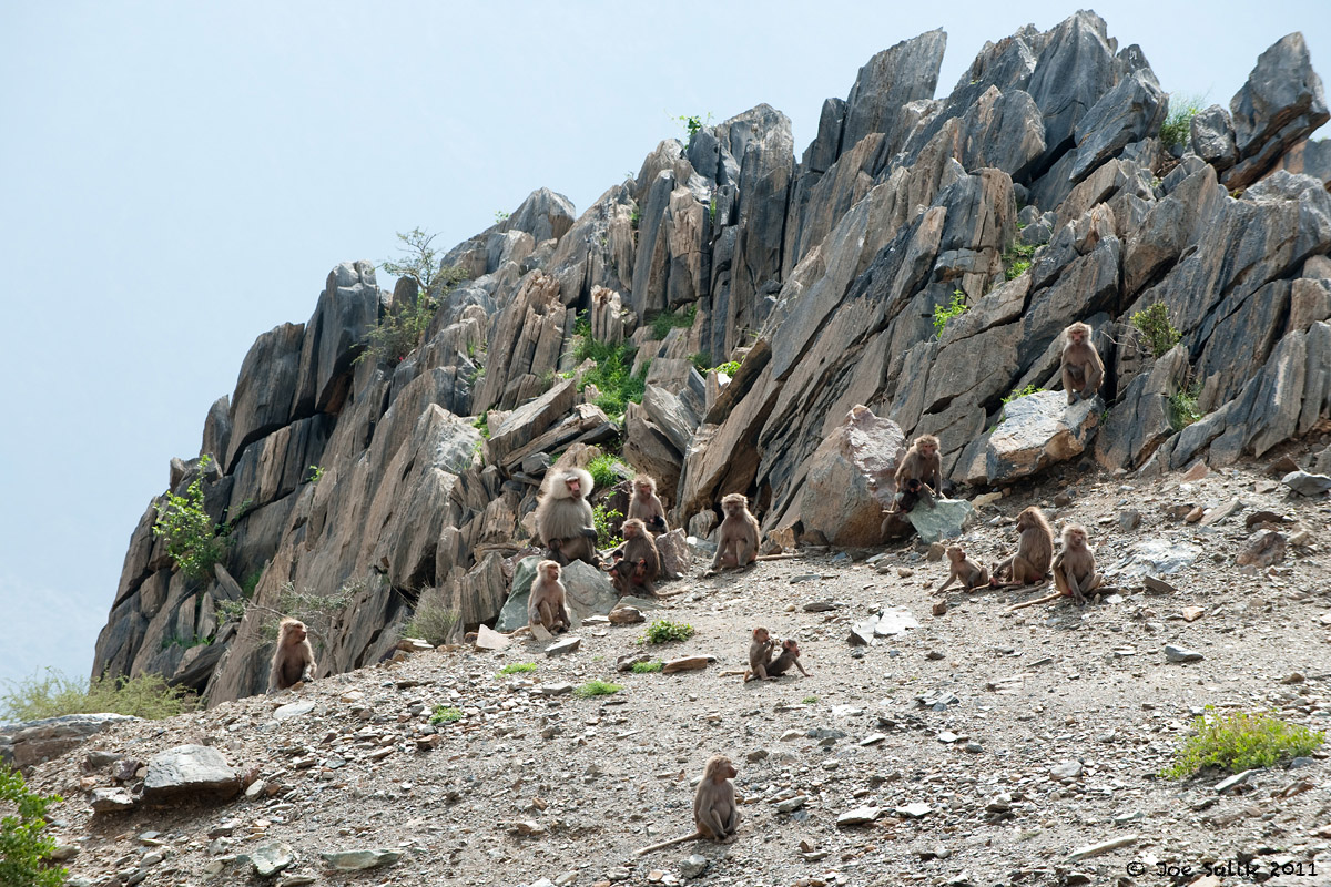 Baboons in Arabia?!