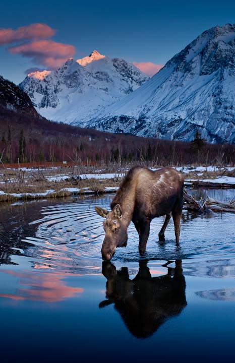 Drinking Moose