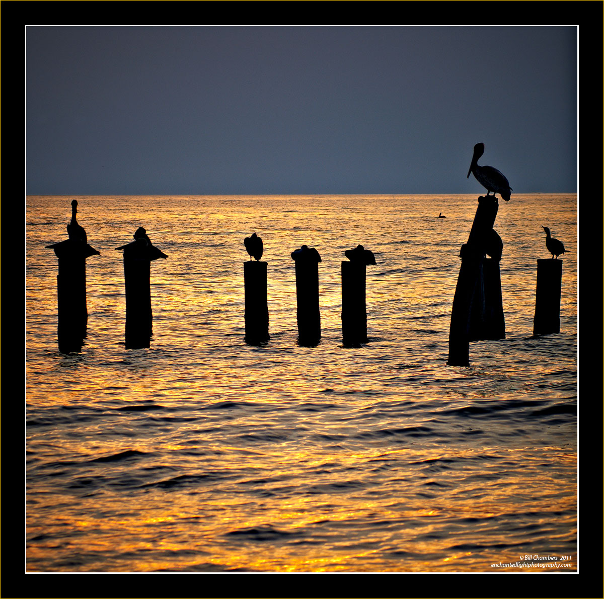 Pelicans on Roost