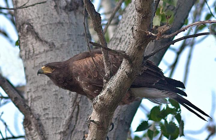 Harris's Hawk, Tucson08