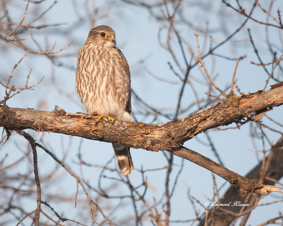 Prairie Merlin