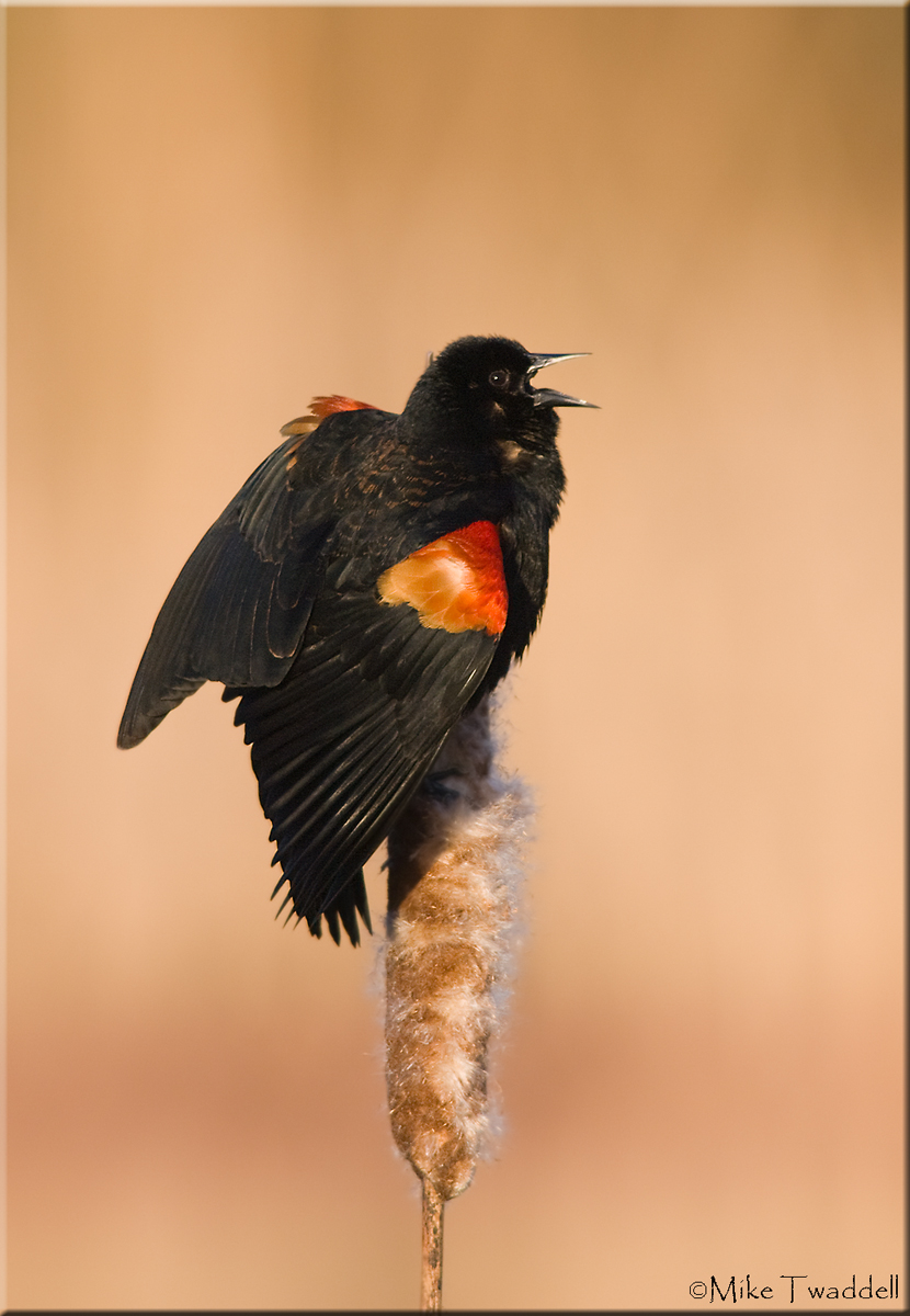 Red-Winged Blackbird
