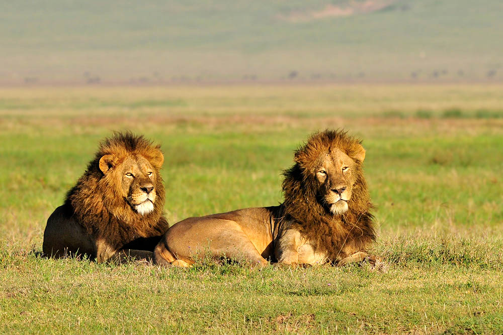 Lions 