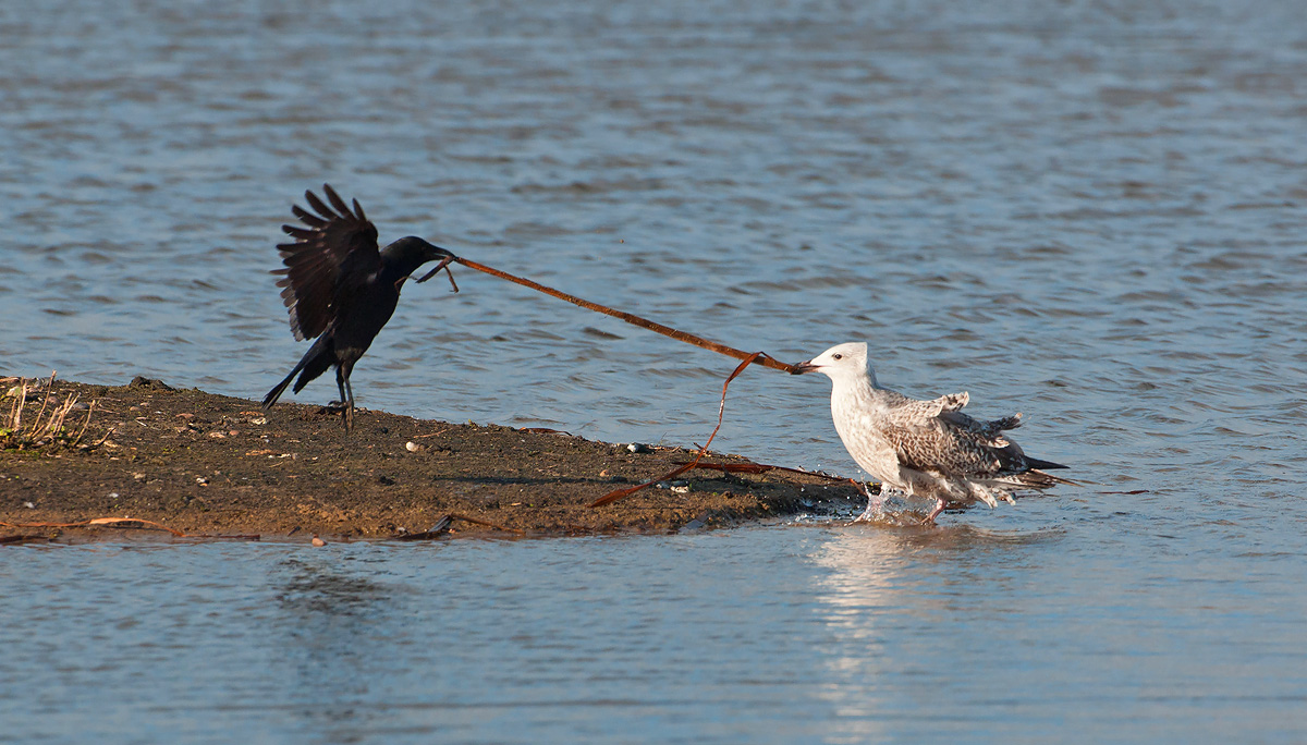 Tug of War