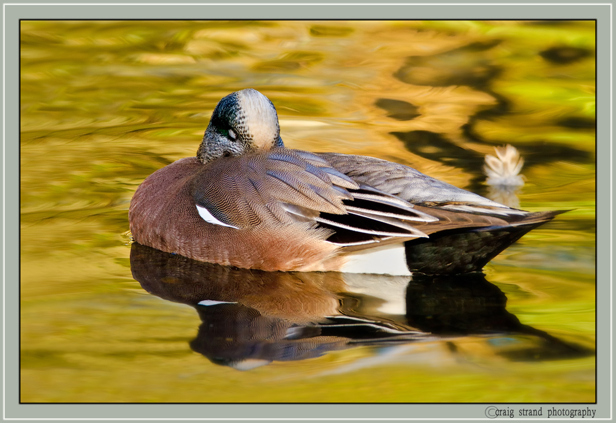 Sleepy Widgeon
