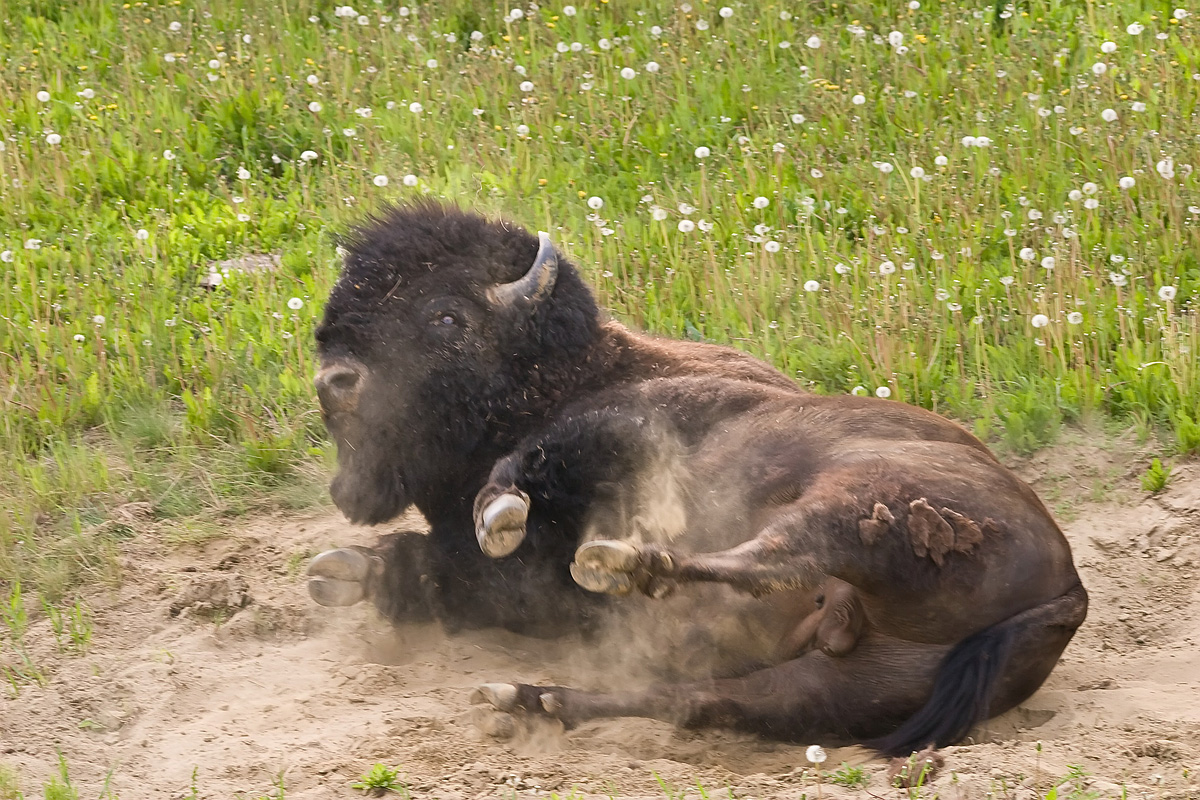Dust Bath