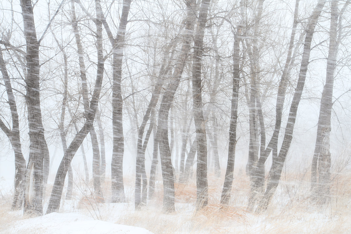 Blizzard