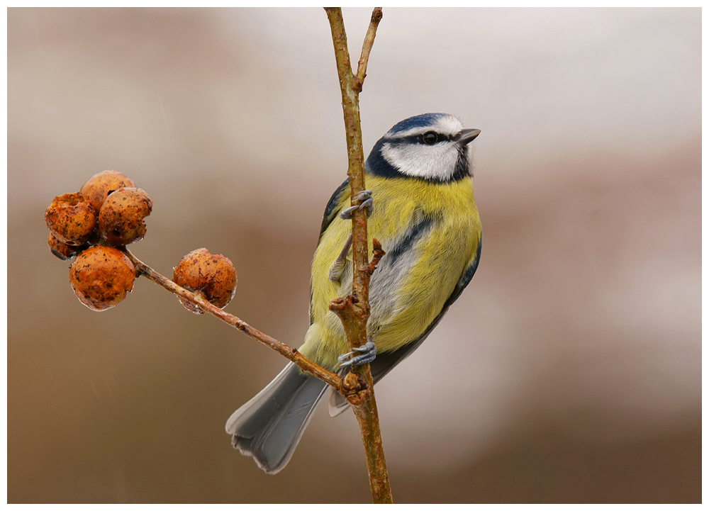 Blue Tit