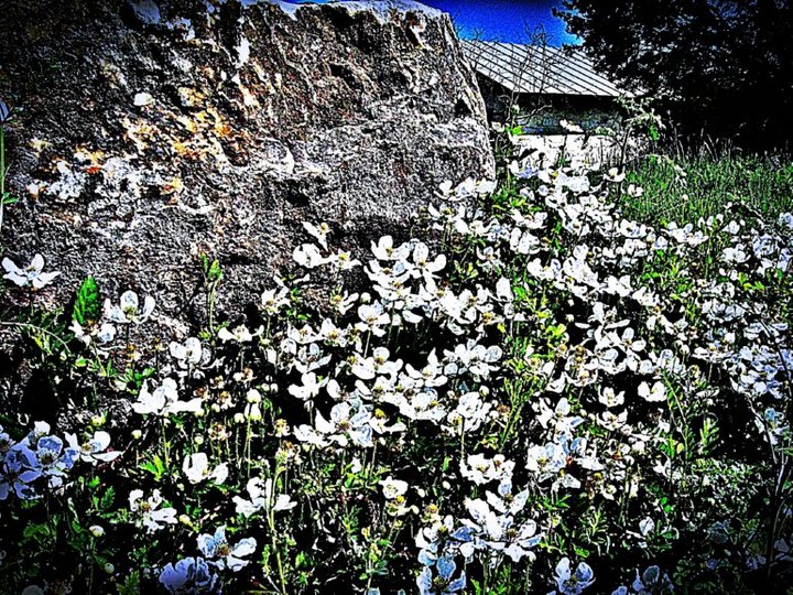 Cottage Flowers Cameo