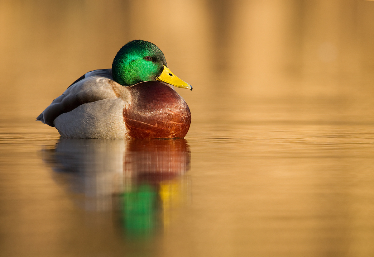 Mallard in gold.
