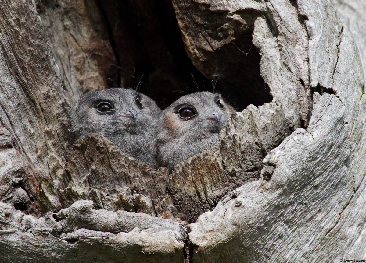 Owlet-nightjars