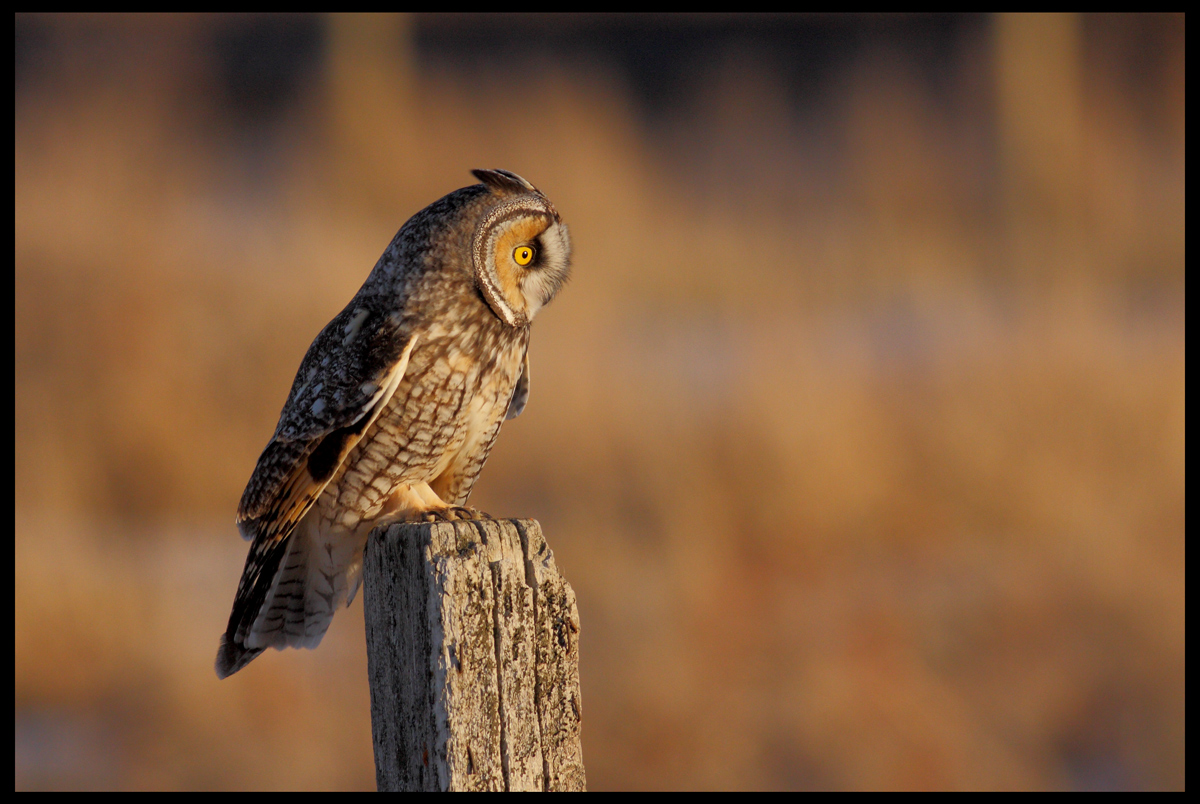 Long-Eared Owl