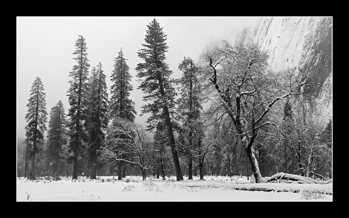 Black & (Winter) White