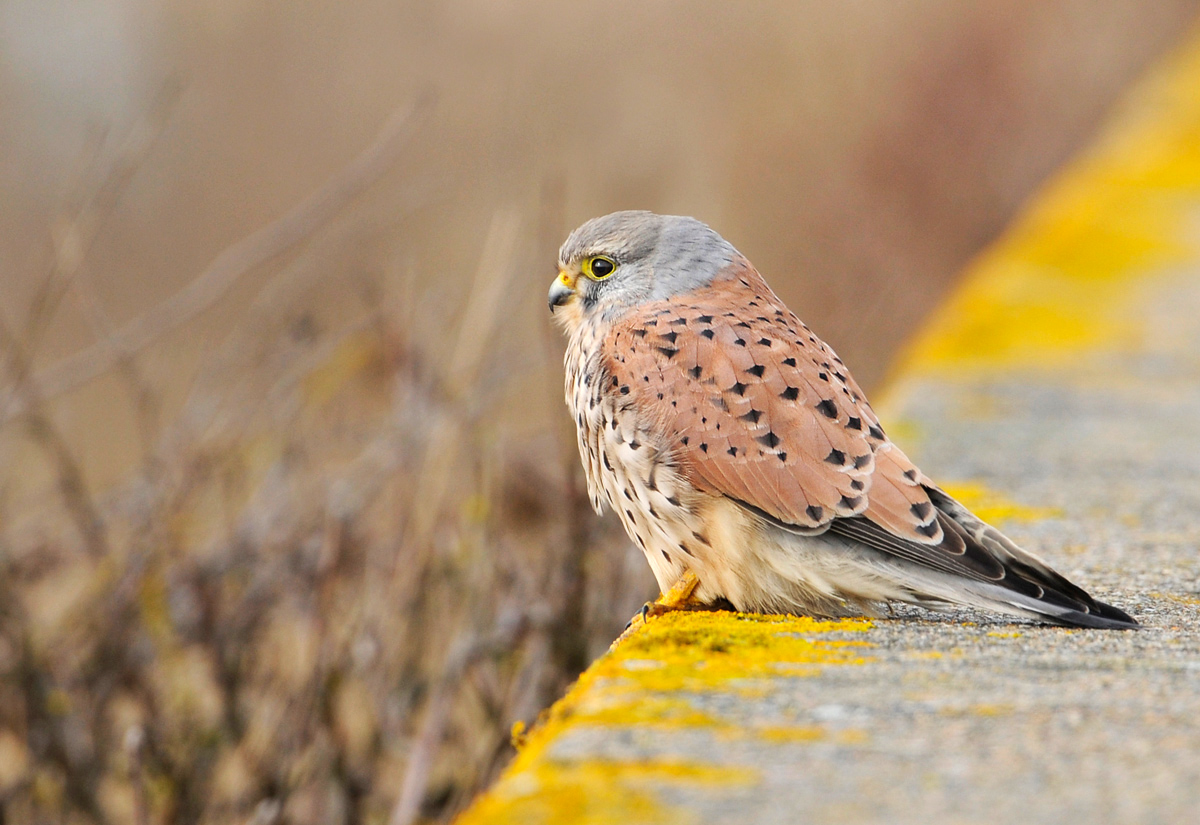 Kestrel