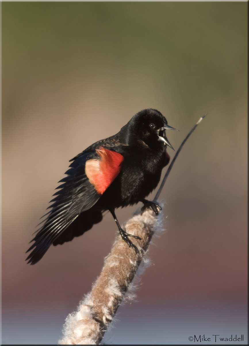 Red-Winged Blackbird #2